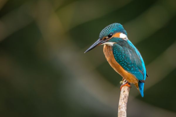 birdwatching-vendicari-escursione-sicilia-trekking78BC0F01-19CB-1044-2F48-D2445BDDAADB.jpg